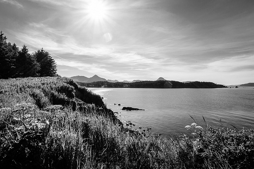 kodiak grizzely photo