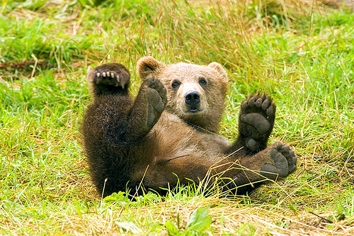 kodiak grizzely photo