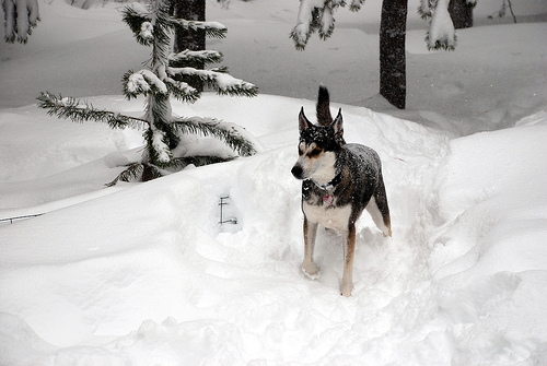 DSC_0102 by hillary h tahoe snowstorm photo