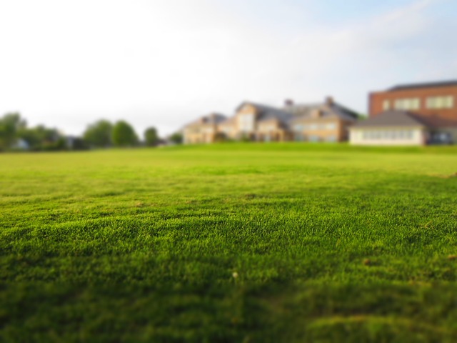 mowed lawn photo