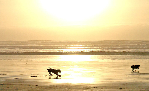 humboldt beach photo