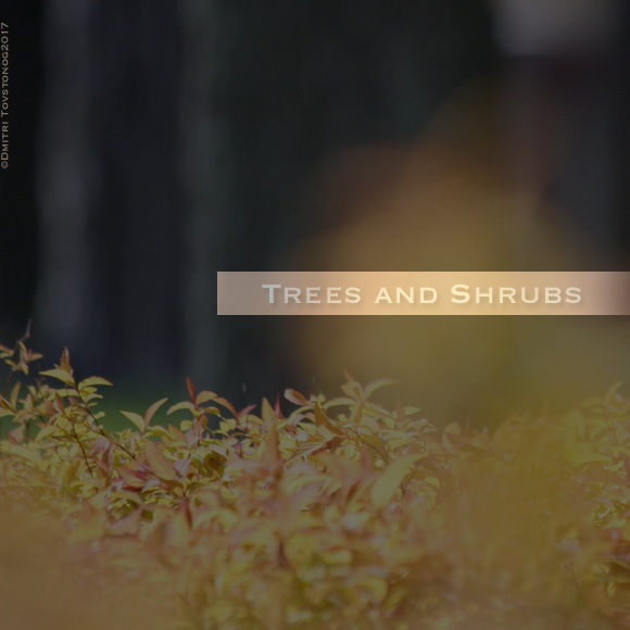 Trees and Shrubs
