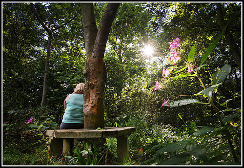 garden shade photo