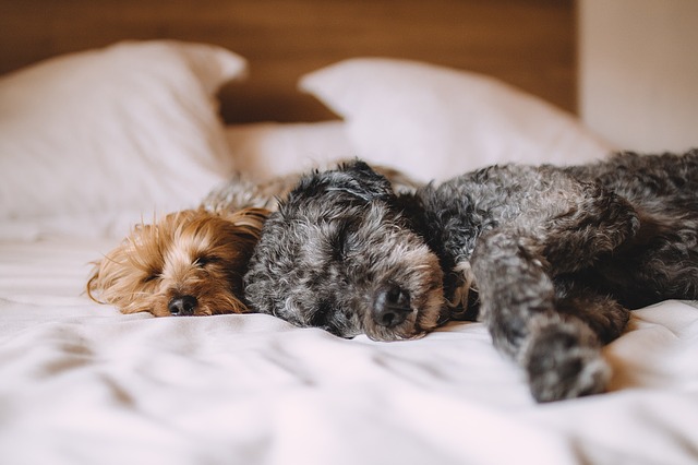 Photo by Pexels bed photo